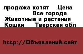 продажа котят  › Цена ­ 15 000 - Все города Животные и растения » Кошки   . Тверская обл.